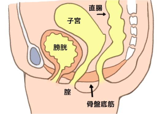 骨盤底筋の衰え