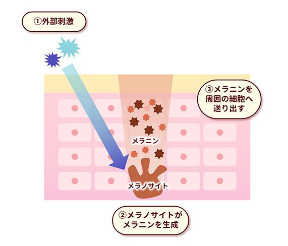 メラニン生成のしくみ